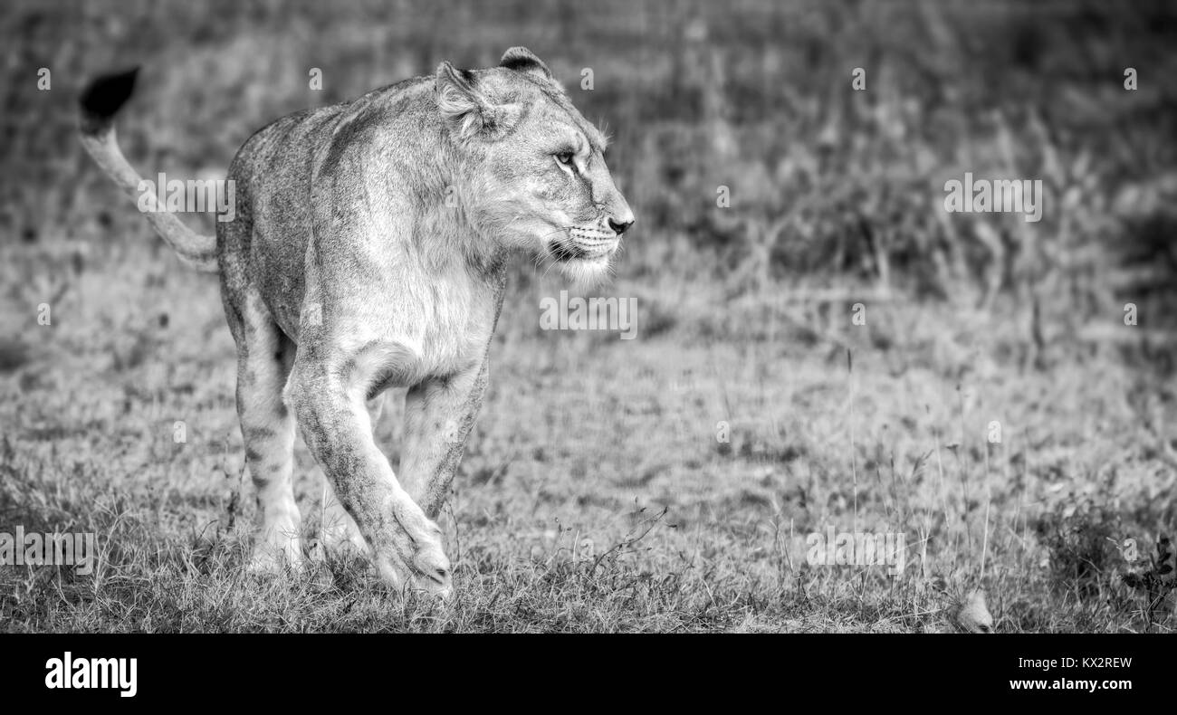 Lionne femelle (Panthera leo) Vue de profil lionne dans la savane. Banque D'Images