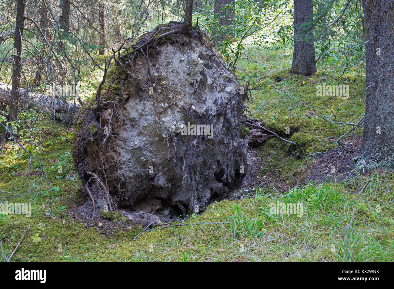 Monticule de racine arbre tombé dans le parc national de Banff Banque D'Images