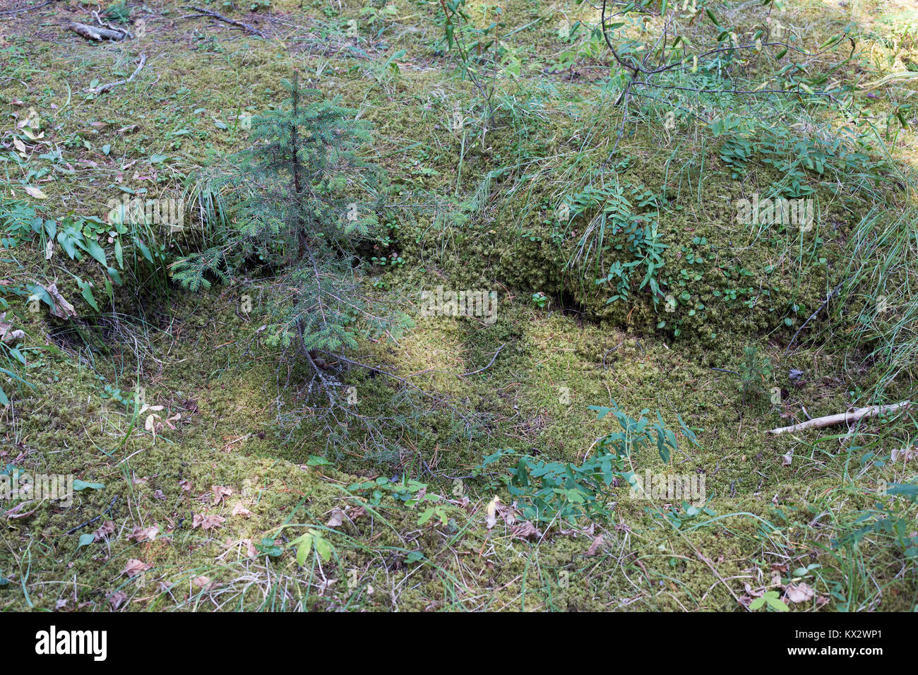 Jeunes épinettes qui poussent dans le creux à gauche d'un arbre, parc national Banff, Canada Banque D'Images