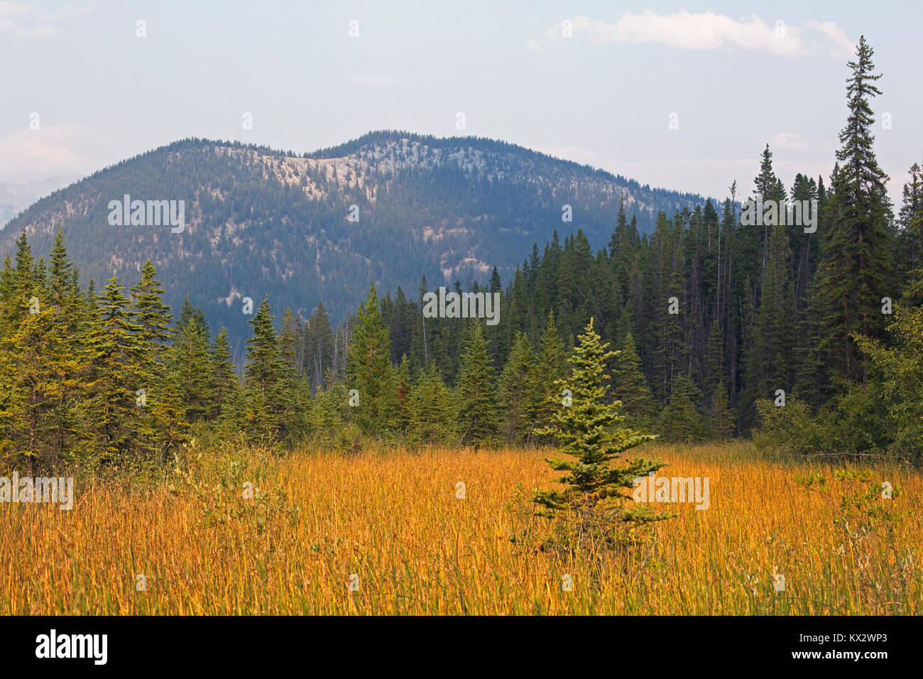 Marais entouré de forêts dans l'écosystème montagnard du parc national Banff, Canada Banque D'Images
