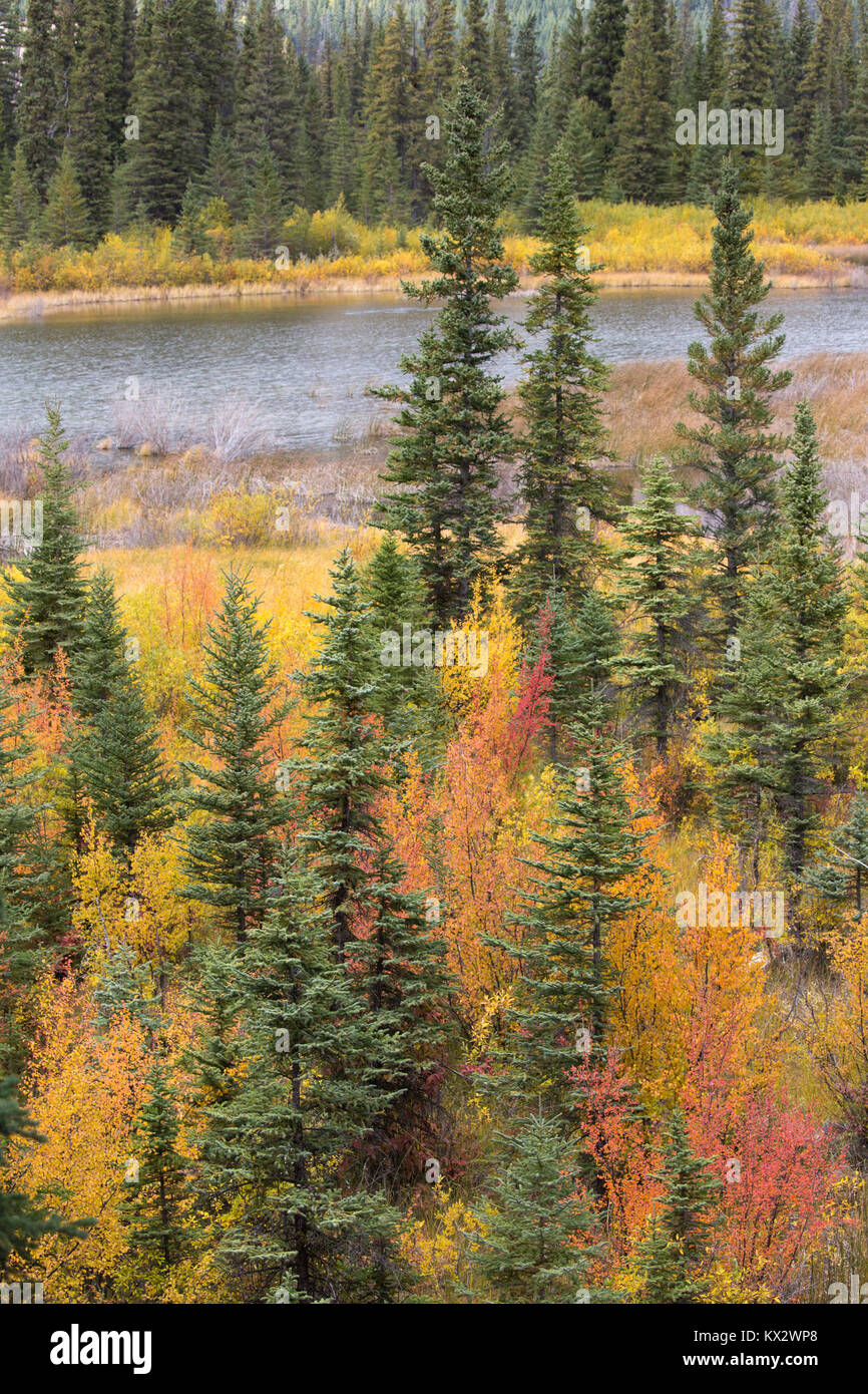Les arbres à feuilles caduques changent de couleur en automne le long de la rive du marais dans l'écosystème montagnard du parc national Banff Banque D'Images