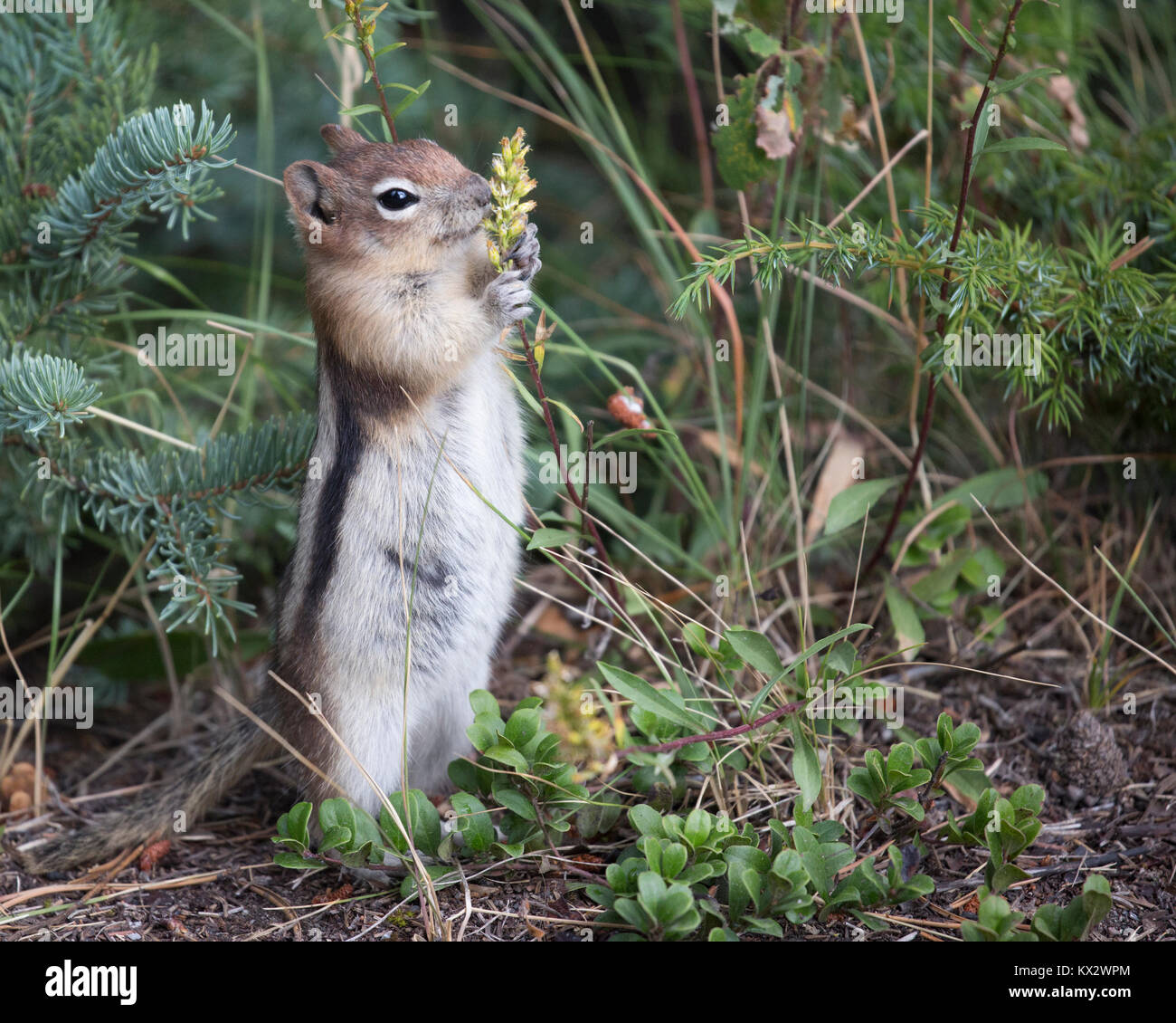 Écureuil de terre Ã la manée dorée se nourrissant d'une tige végétale dans la forêt boréale, parc national Banff (Callospermophilus lateralis) Banque D'Images