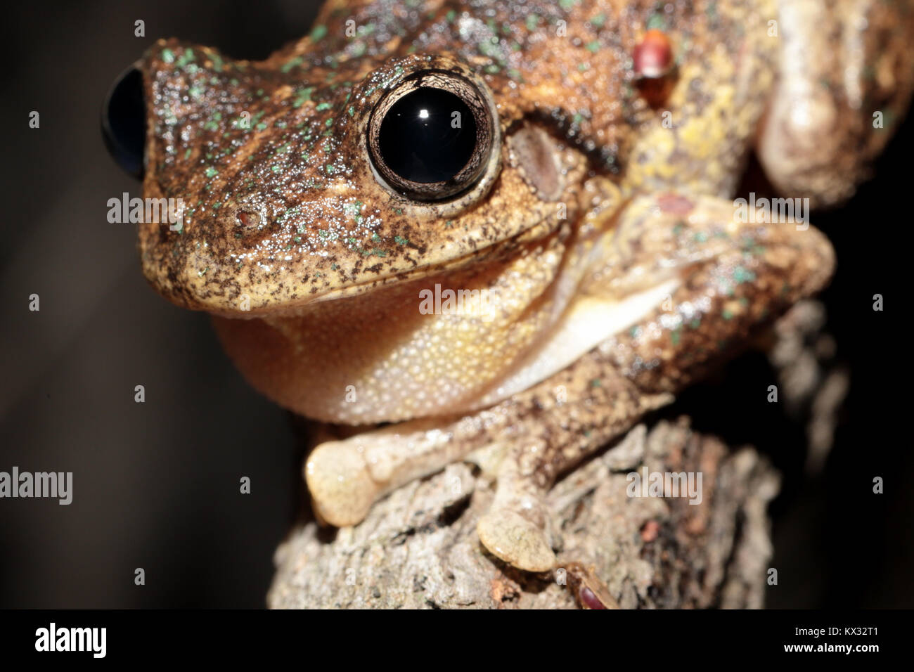 Peron's Tree Frog Banque D'Images