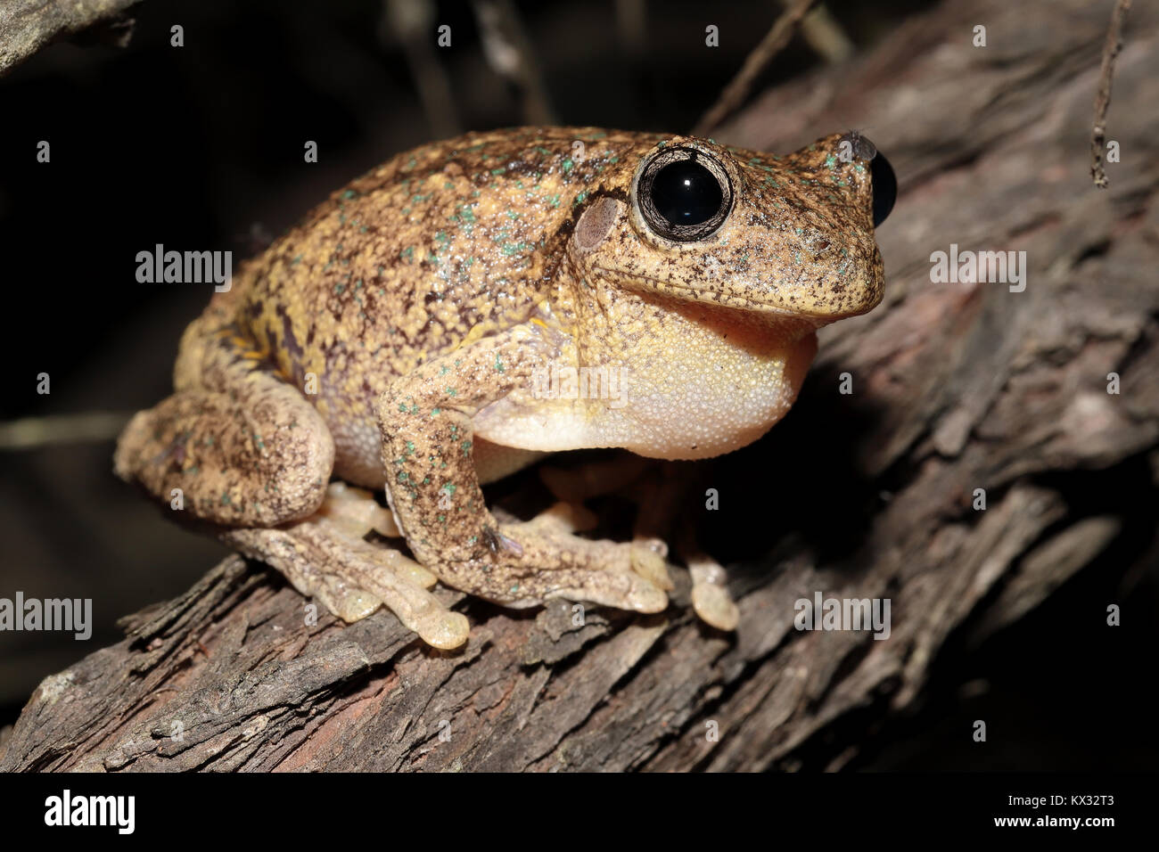 Peron's Tree Frog Banque D'Images