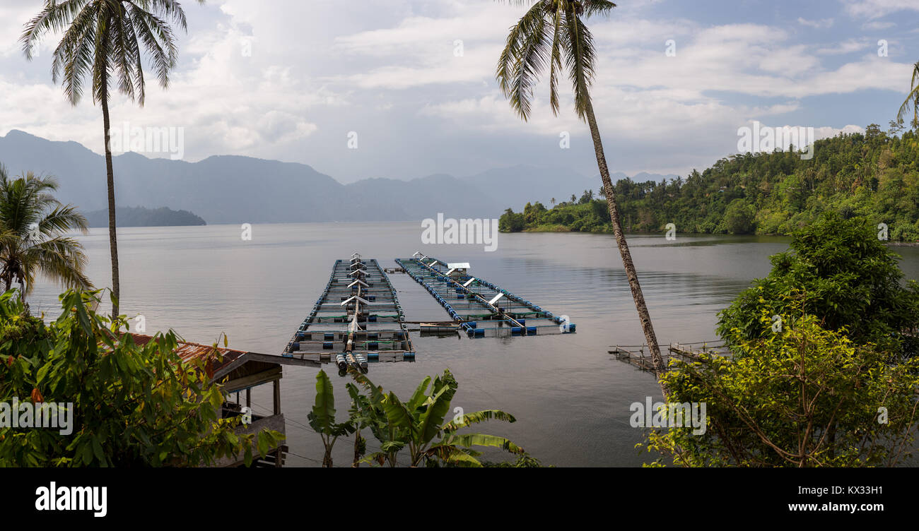 Les cages en filet de pêche flottant dans l'eau encore de Crater Lake Lac Maninjau depuis, Sumatra, Indonésie. Banque D'Images
