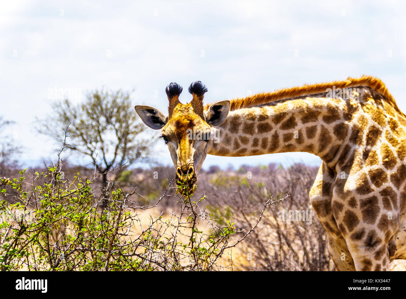 Close Up d'une girafe en regardant la caméra dans la savane du centre du parc Kruger en Afrique du Sud Banque D'Images