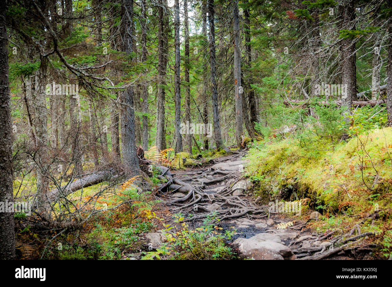 Les racines sur un chemin dans la forêt du mont Albert coloré par le début de l'automne, dans la péninsule gaspésienne du Québec Banque D'Images