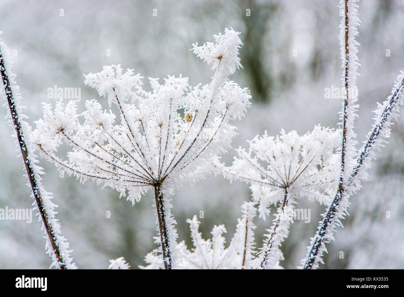 La plante couverte de glace crée l'illusion d'être la corolle d'une  merveilleuse fleur blanche Photo Stock - Alamy