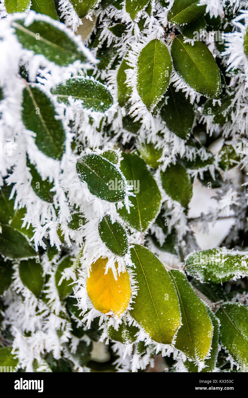 Les feuilles de laurier sont prises par le gel. Cela crée d'innombrables stalactites de glace tout autour de feuilles vertes et jaunes Banque D'Images