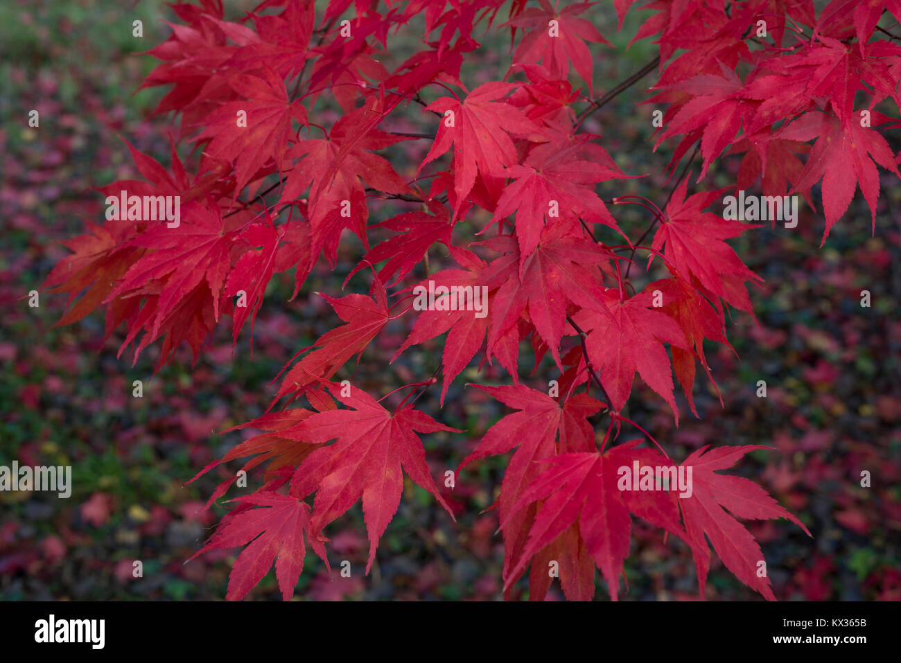 Automne feuilles d'érable rouge Banque D'Images
