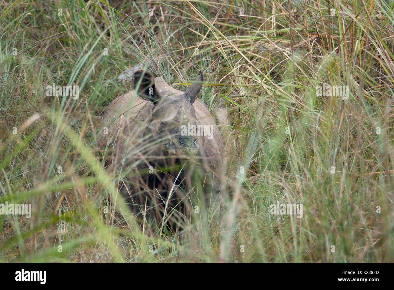 Une plus grande horner rhino (Rhinoceros unicornis) debout dans l'herbe haute dans le parc national de Chitwan, au Népal Banque D'Images