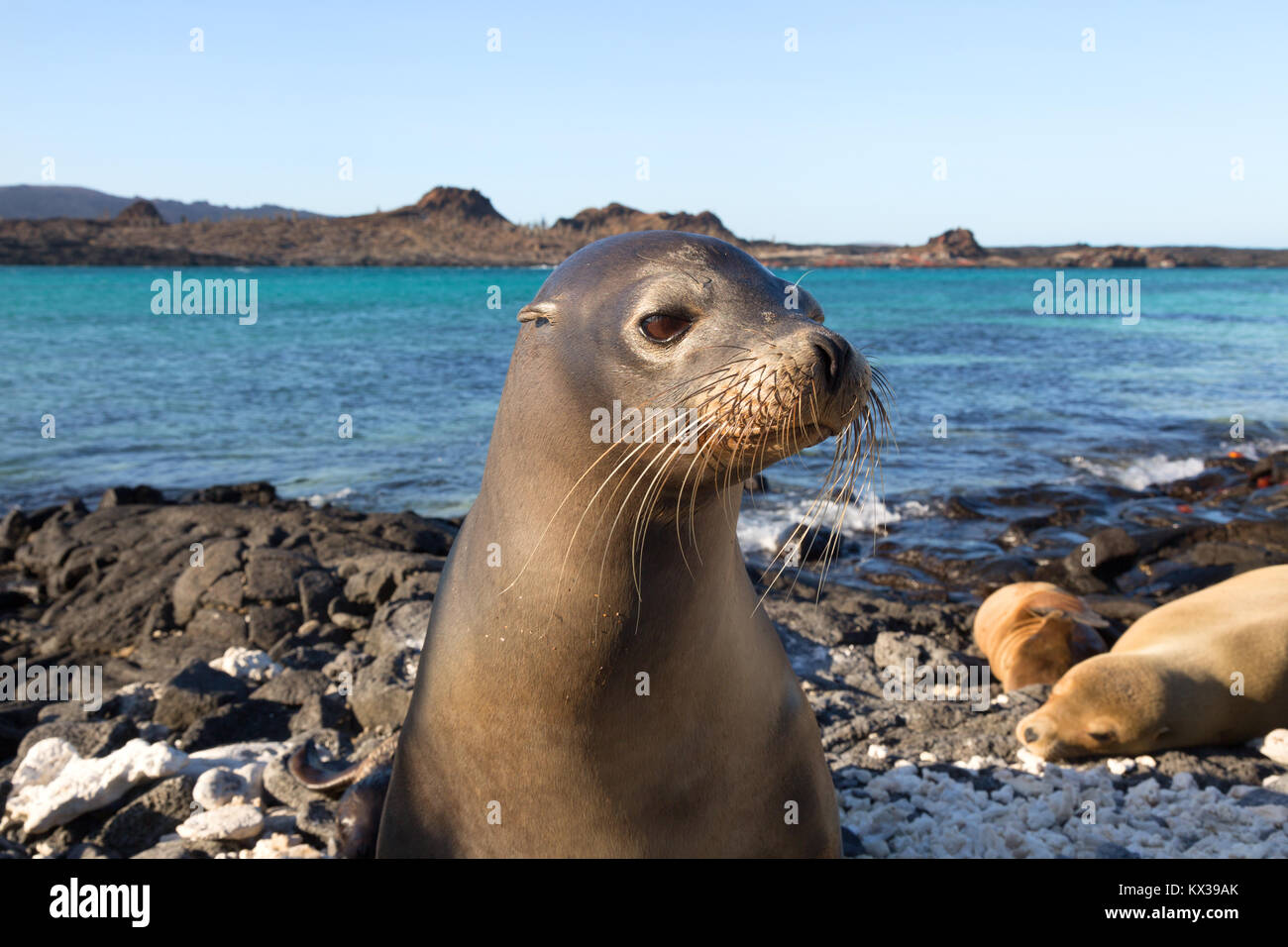 Lion de mer Galapagos (Zalophus wollebaeki) ; close up de tête, Chinese Hat Island, îles Galapagos Équateur Amérique du Sud Banque D'Images