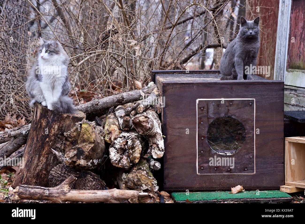 Chats Banque D'Images