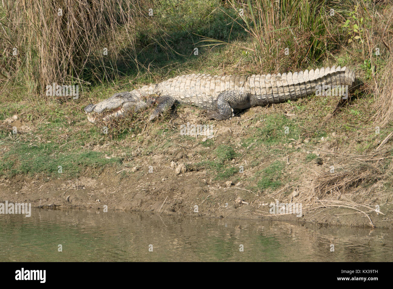 Grand crocodile (Crocodylus palustris) dans le parc national de Chitwan, au Népal Banque D'Images