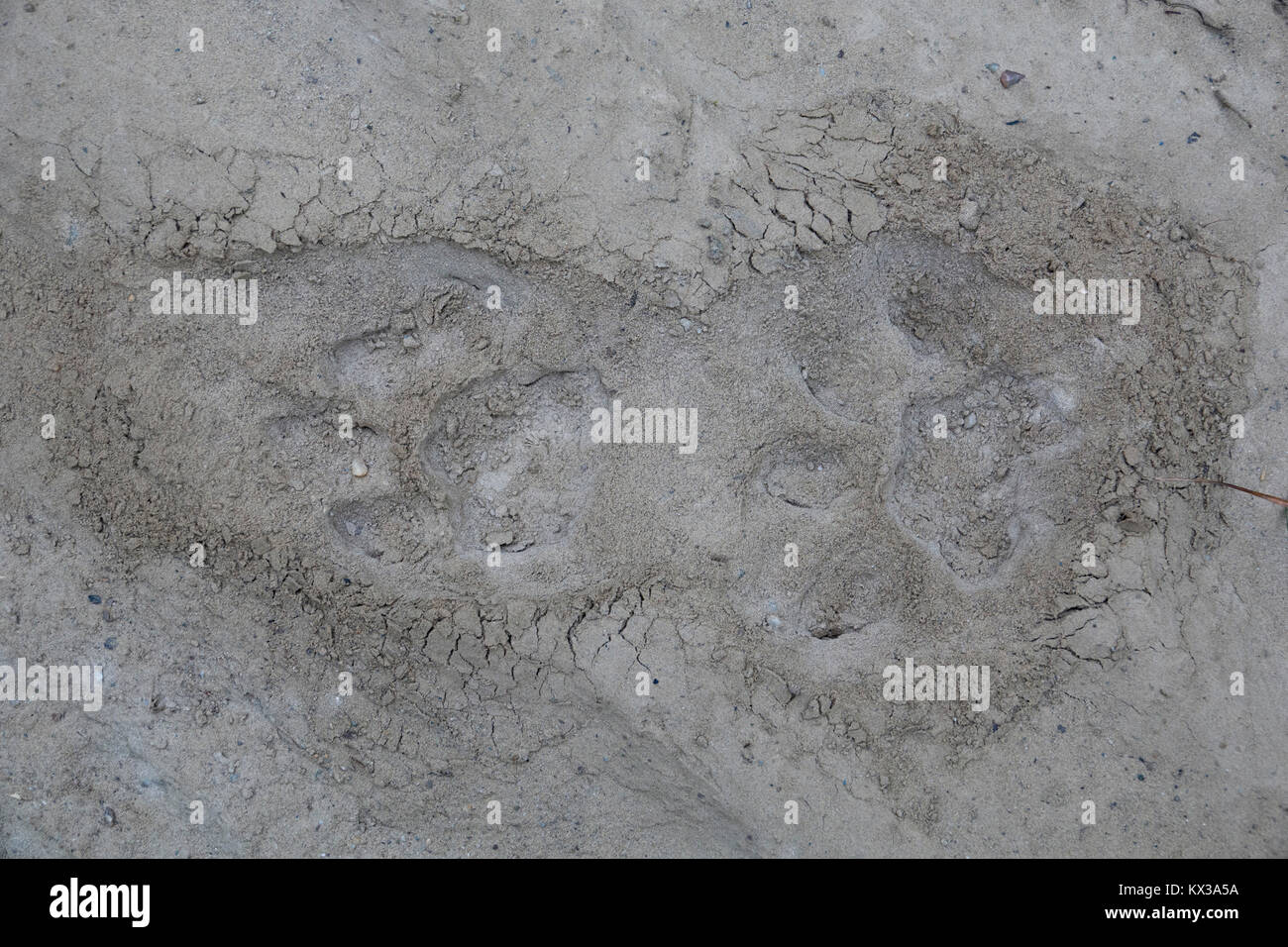 Empreintes de tigre dans le parc national de Chitwan, Népal Banque D'Images