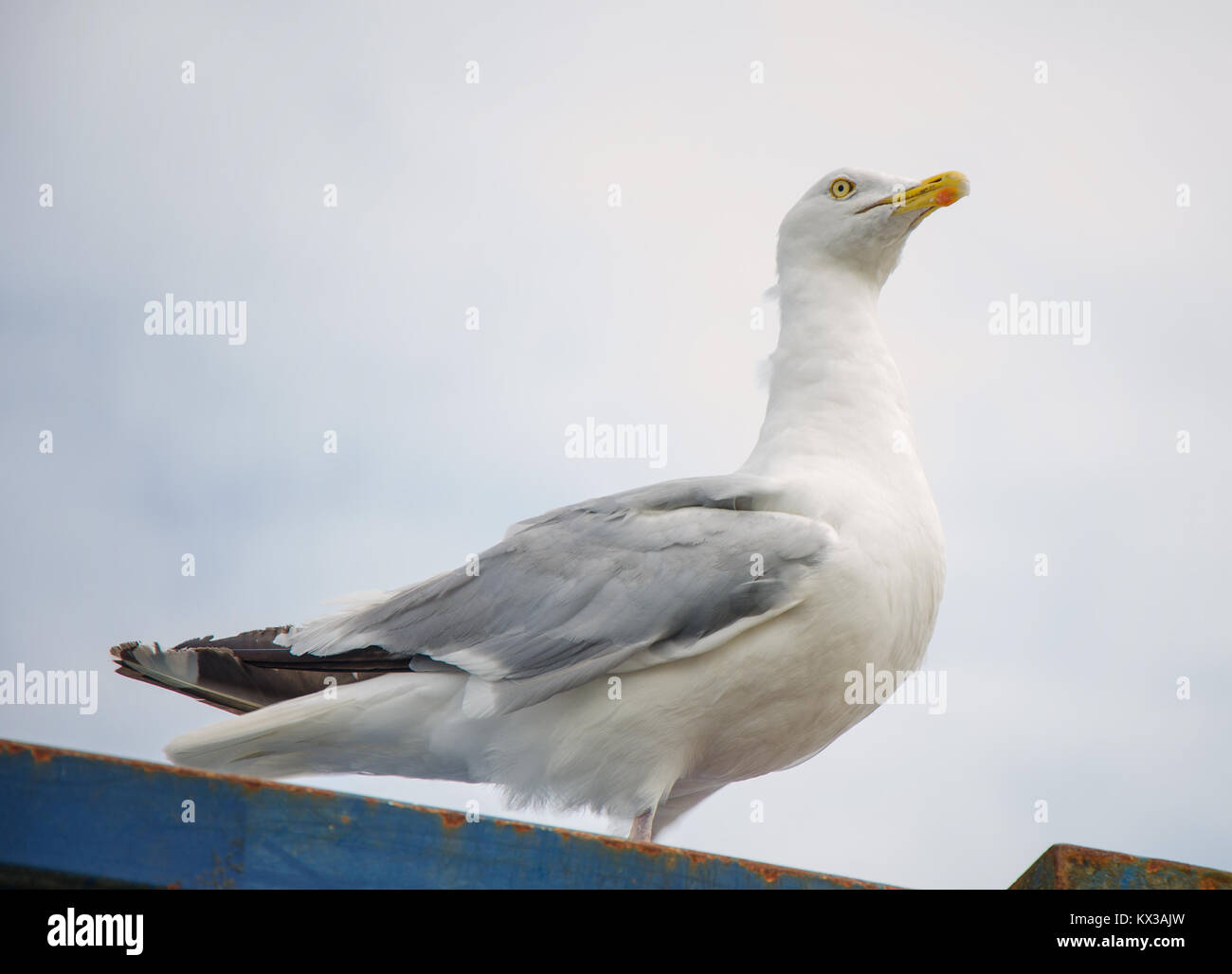 Seeagull sur une plage de galets sur la côte anglaise. Banque D'Images