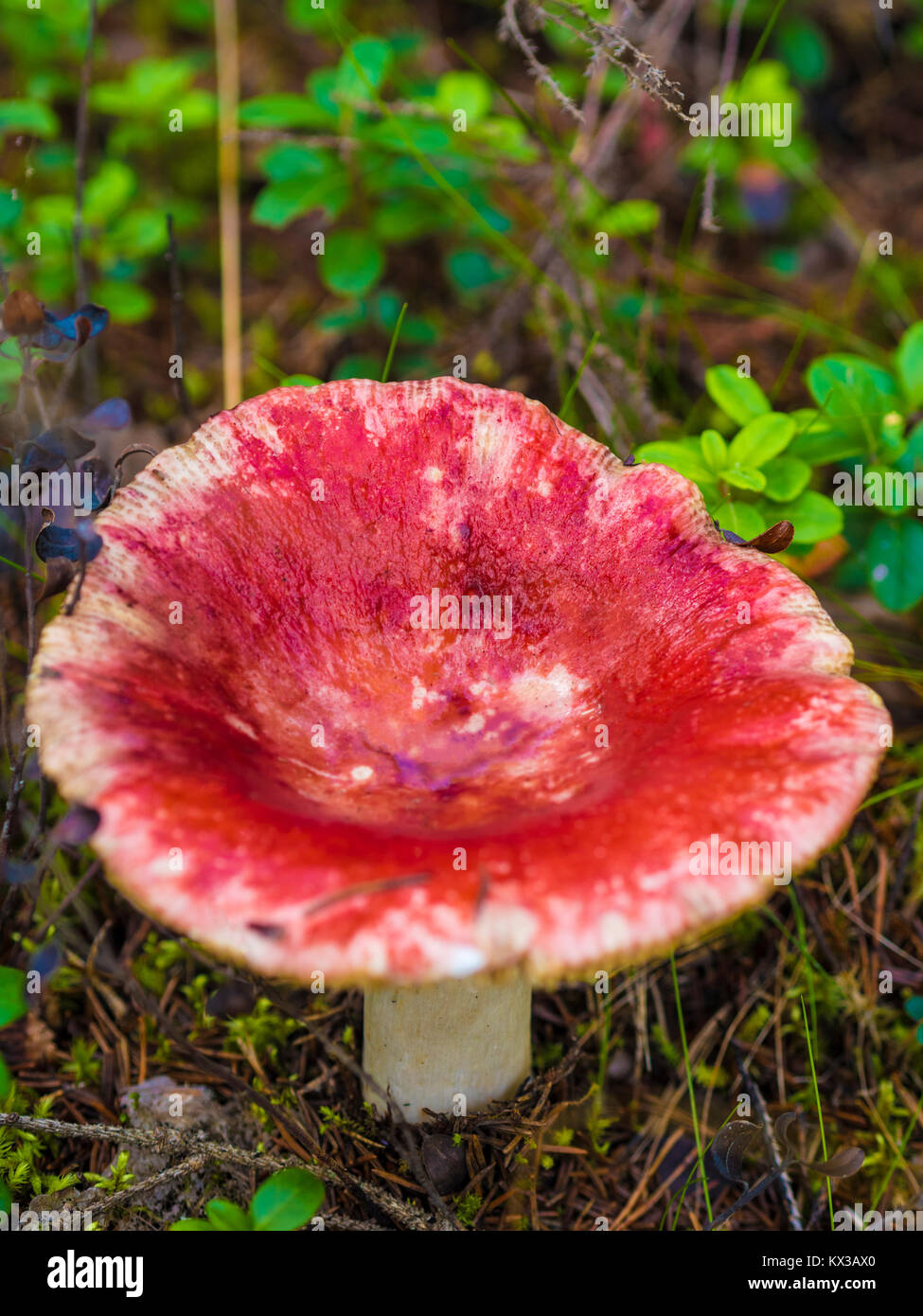 Champignon magnifique, Moss & Toadstools de Finlande Forêts Banque D'Images