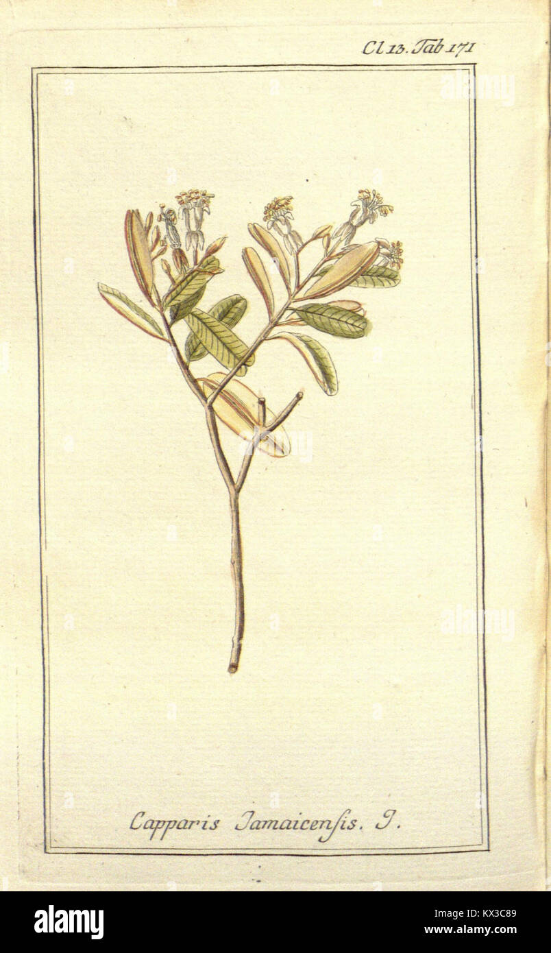 Un catalogue botanique de 300 plantes américaines sélectionnées classées selon la taxonomie linnéenne. Le travail comprend des illustrations et des descriptions, fournissant une référence scientifique pour les espèces végétales dans les Amériques. Banque D'Images
