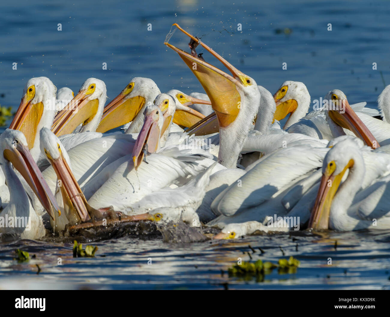 Groupe de pélicans blancs (Pelecanus erythrorhynchos) se nourrir de poissons, le lac Chapala, Jalisco, Mexique Banque D'Images