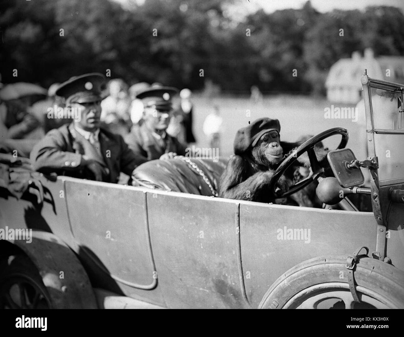 Une photographie de 1933 montre Bella au zoo de Whipsnade, au Royaume-Uni, soulignant la conservation de la faune et le rôle du zoo dans les soins et l’éducation des animaux. Banque D'Images