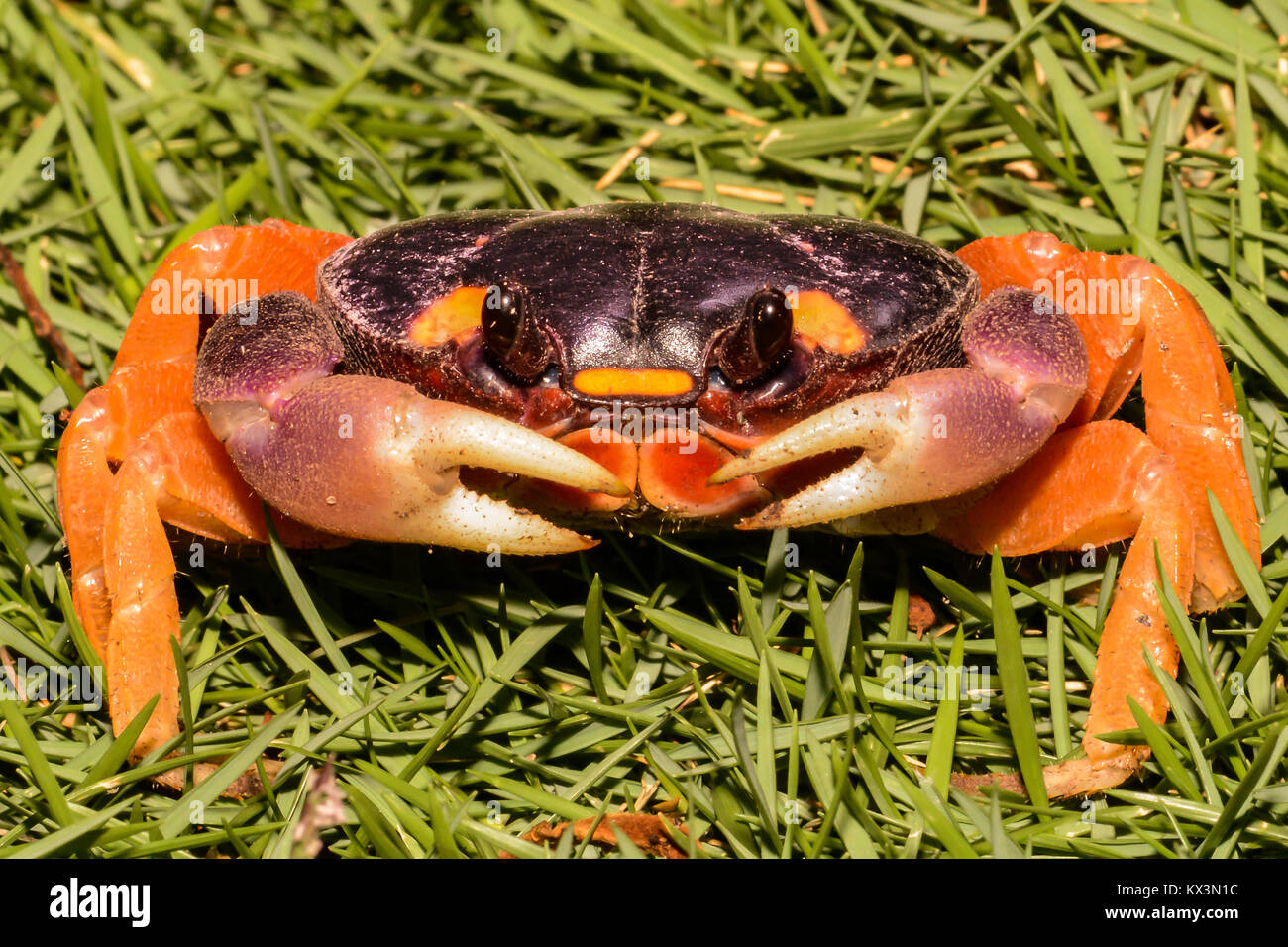 Un gros plan d'une Lune Halloween crabe dans le Costa Rica. Banque D'Images