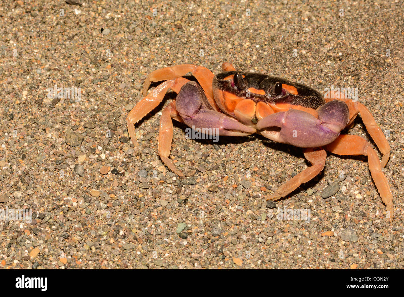 Un gros plan d'une Lune Halloween crabe dans le Costa Rica. Banque D'Images