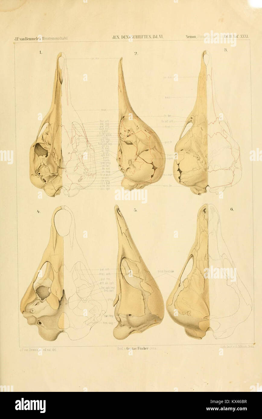 Une illustration anatomique tirée de 'Der Schädelbau der Monotremen', montrant l'étude détaillée des structures crâniennes dans les monotrèmes, mettant en évidence les traits évolutifs uniques des mammifères pondeurs d'œufs. Banque D'Images