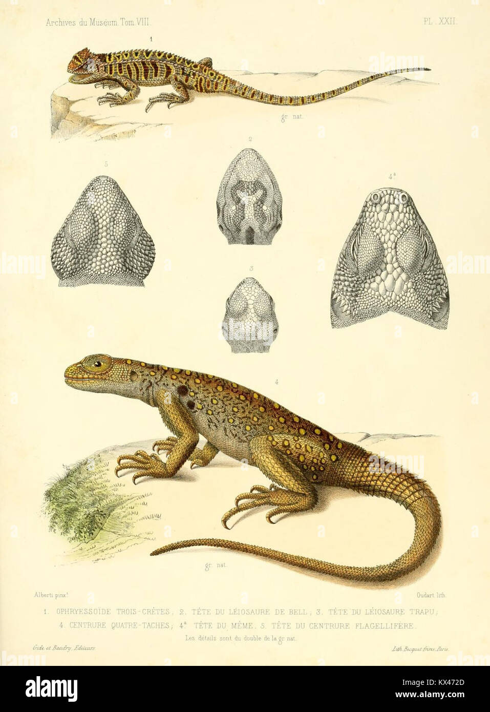 Description des reptiles nouveaux ou imparfaitement connus de la collection du Muséum d'histoire naturelle et remarques sur la classification et les caractères des reptiles (6989152776) Banque D'Images