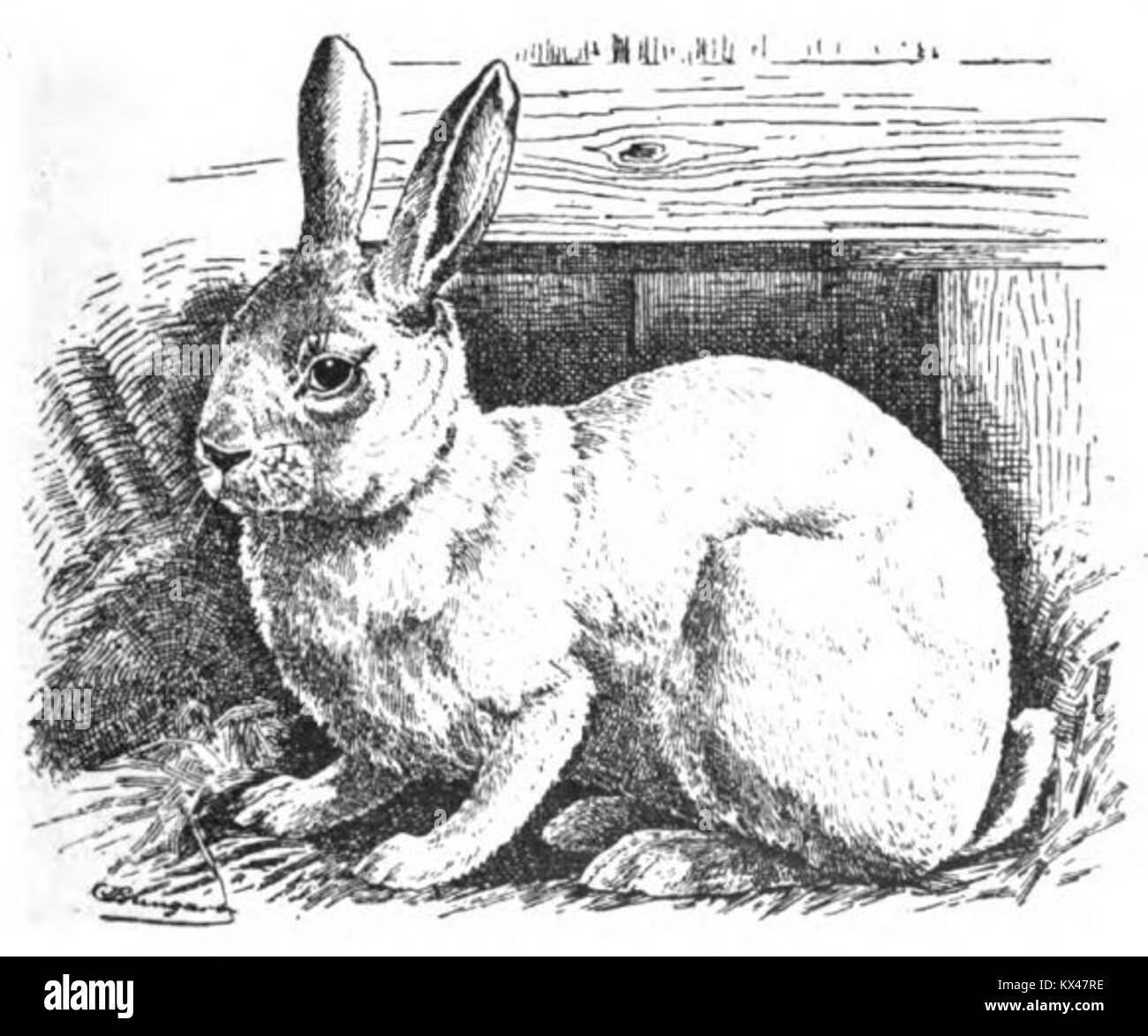Une illustration tirée du livre de Jean Bungartz de 1902 'Kaninchenrassen', représentant la race de lapin Deutsches Kaninchen. Banque D'Images