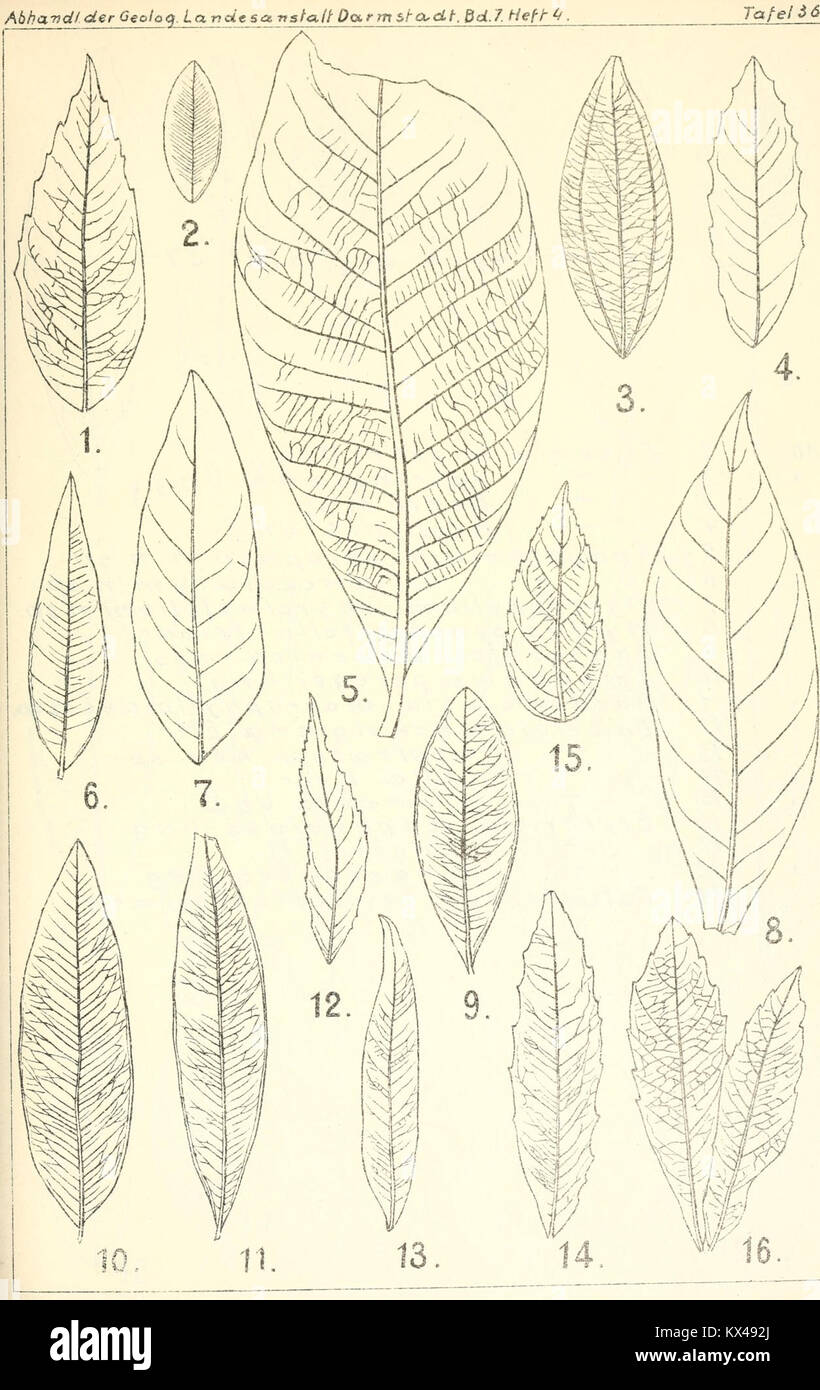'Die altertümliche Flora von Messel' documente les plantes préhistoriques trouvées à Messel près de Darmstadt, en Allemagne, fournissant une analyse scientifique de la flore fossilisée et de la paléobotanie. Banque D'Images