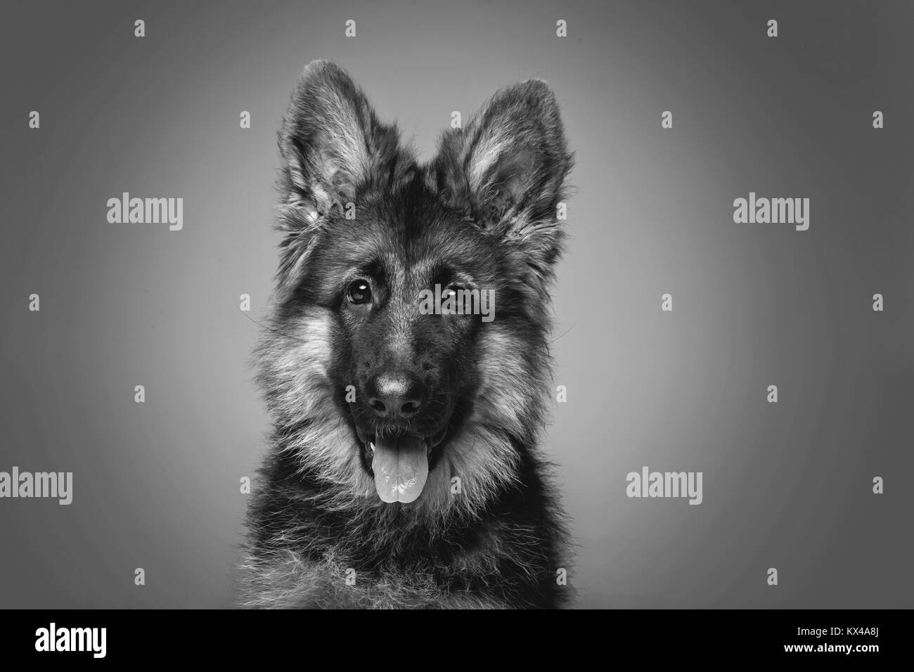 Beau chiot shepard allemand Banque D'Images