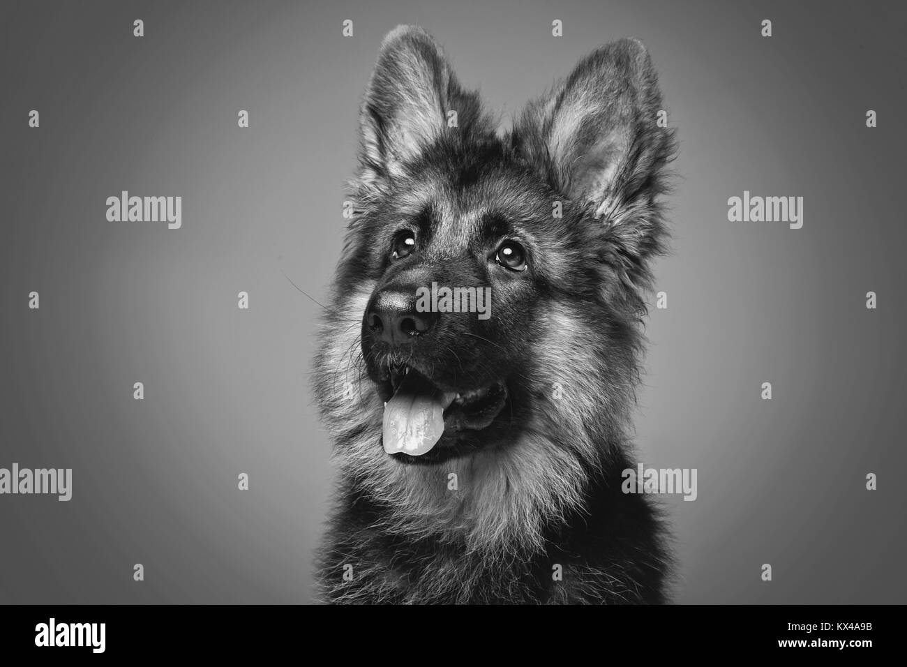 Beau chiot shepard allemand Banque D'Images