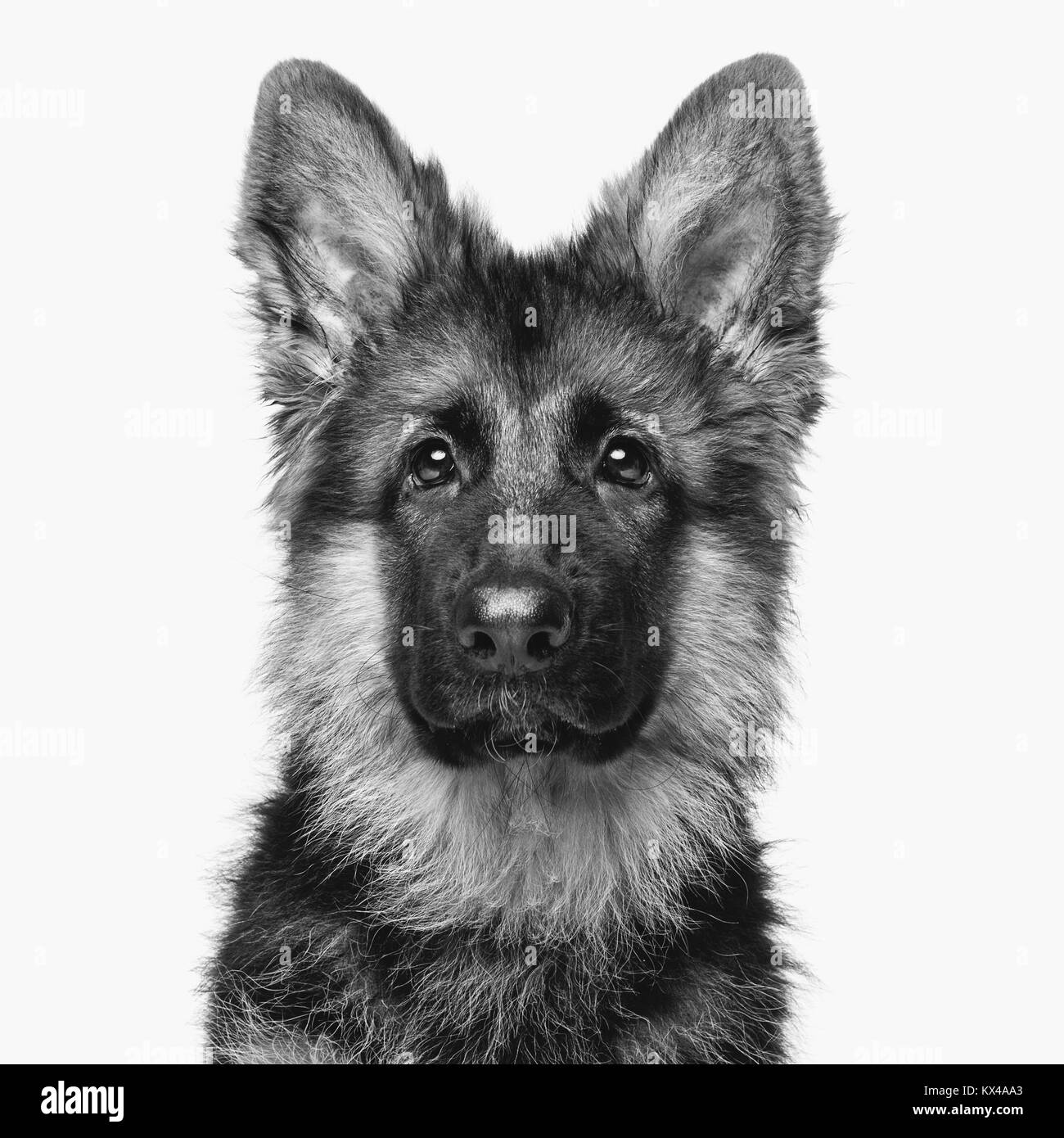 Beau chiot shepard allemand Banque D'Images