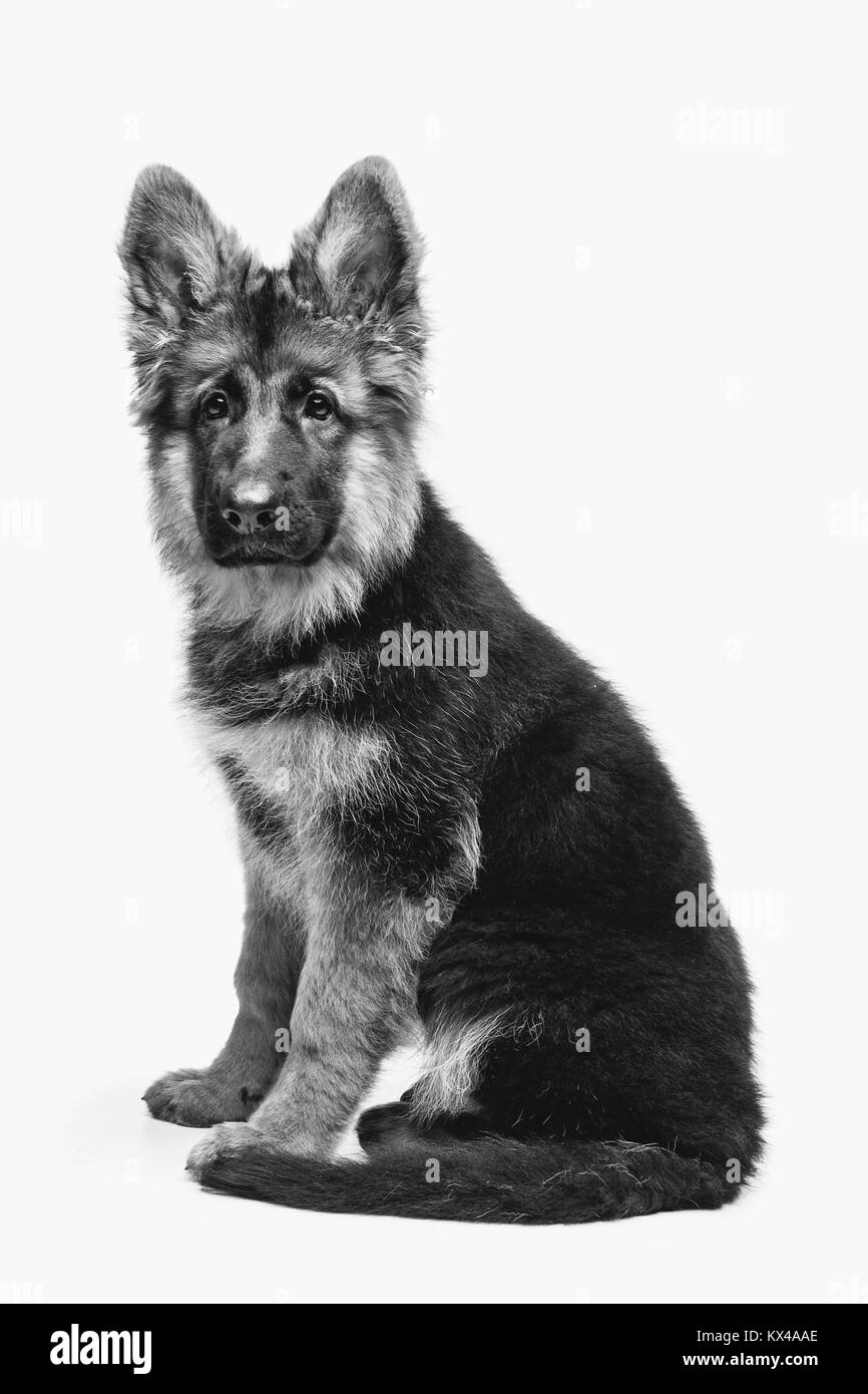 Beau chiot shepard allemand Banque D'Images