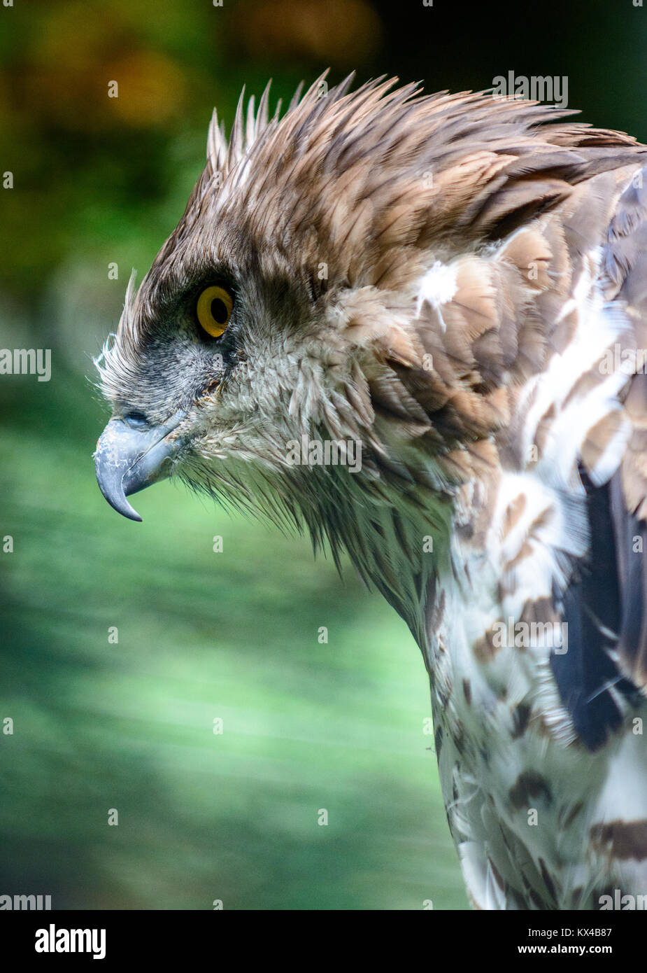 Circaète jean-le-blanc (Turdus gallicus) sitting on tree Banque D'Images