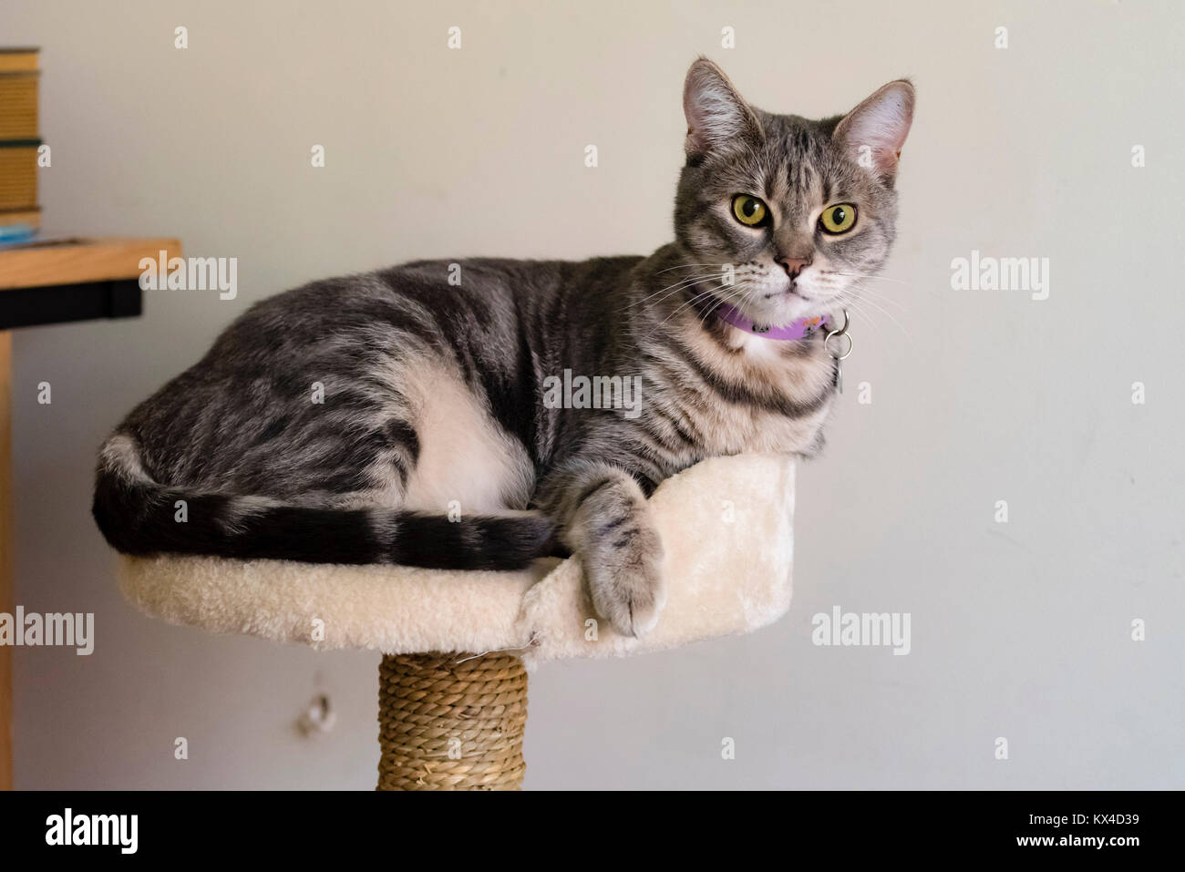 Chat Raye Gris Couche Sur Les Meubles De Chat Chat Tigre Gris Avec Des Yeux Verts Repose Sur Arbre De Chat Photo Stock Alamy Chat Raye Gris Couche Sur Les Meubles De Chat Chat Tigre Gris Avec Des Yeux Verts Repose Sur Arbre De Chat Photo Stock Alamy
