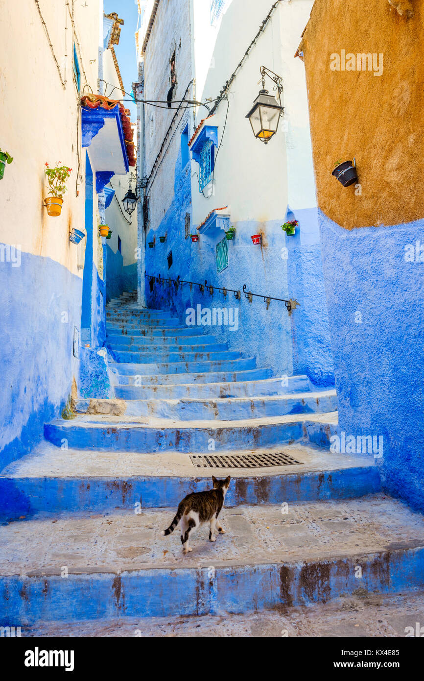 Chat Marche Sur Les Escaliers De La Rue Peint En Bleu A Chefchaouen Maroc Photo Stock Alamy