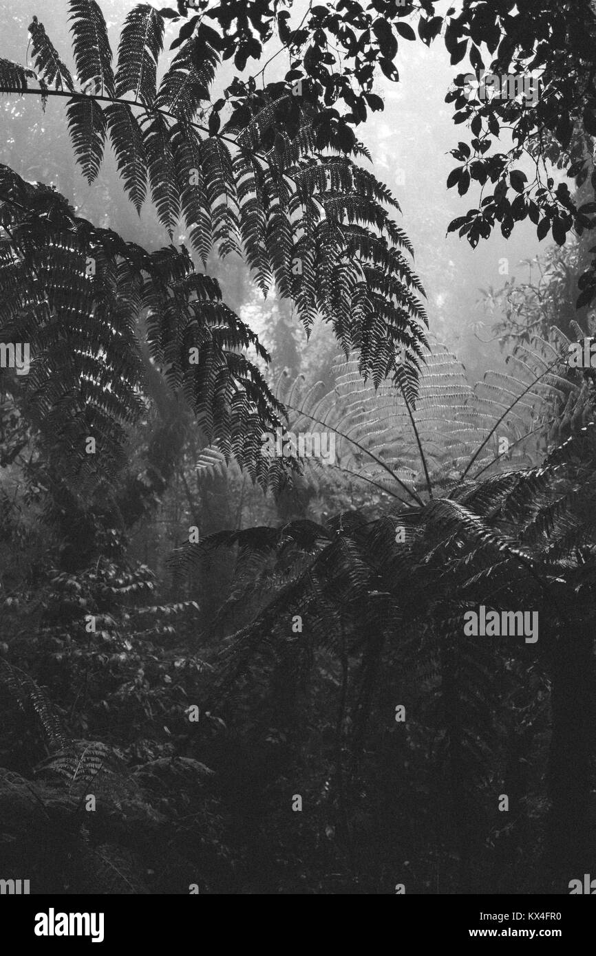 Forêt de nuage de Monteverde Parc National, Monteverde, Puntarenas, Costa Rica Banque D'Images