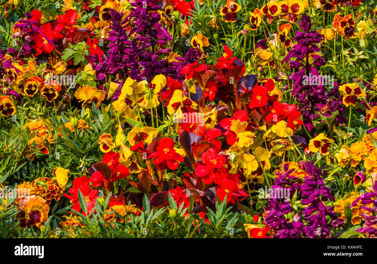 Les Butchart Gardens à Victoria, Colombie-Britannique, Canada Août 2017 fleurs de différentes couleurs colorés en lit de fleur dans le jardin Banque D'Images