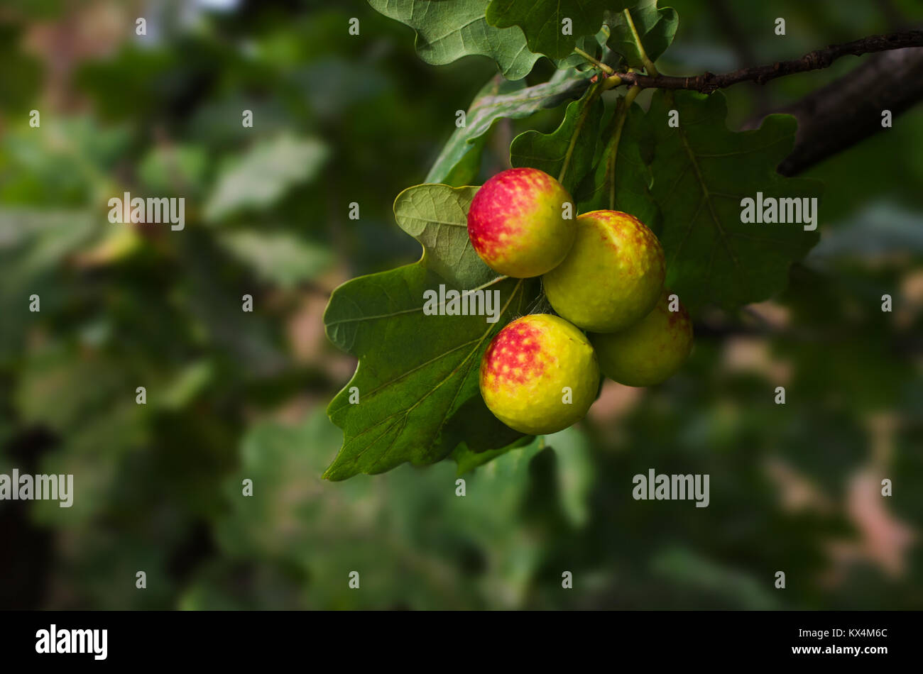 Maladies infectieuses excroissances sur les feuilles de chêne, chêne galles apple Banque D'Images