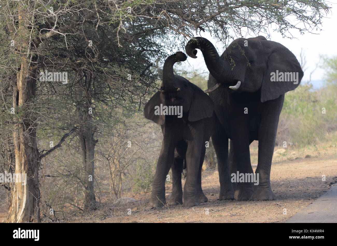 2 éléphants, un adulte et un jeune, d'aliments pour animaux à partir d'un arbre dans le Parc National Kruger en Afrique du Sud Banque D'Images