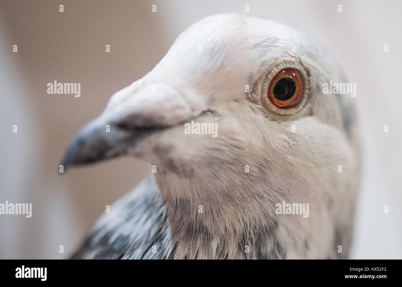 Dortmund, Allemagne. 6 janvier, 2018. Un pigeon voyageur dans sa cage à l'Brieftauben-Ausstellung allemand (Deutsche Pigeon voyageur exposition) à Dortmund, en Allemagne, le 6 janvier 2018. 10 000 visiteurs sont attendus à l'événement, qui dispose de 2 000 pigeons réussie et 2 000 pigeons de race pure. Crédit : Bernd Thissen/dpa/Alamy Live News Banque D'Images