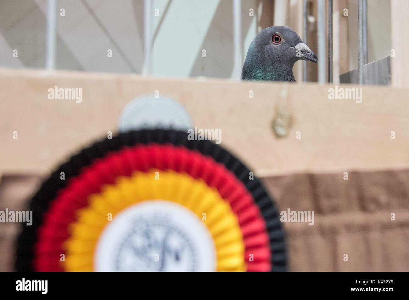 Dortmund, Allemagne. 6 janvier, 2018. Gagner un pigeon voyageur dans sa cage à l'Brieftauben-Ausstellung allemand (Deutsche Pigeon voyageur exposition) à Dortmund, en Allemagne, le 6 janvier 2018. 10 000 visiteurs sont attendus à l'événement, qui dispose de 2 000 pigeons réussie et 2 000 pigeons de race pure. Crédit : Bernd Thissen/dpa/Alamy Live News Banque D'Images