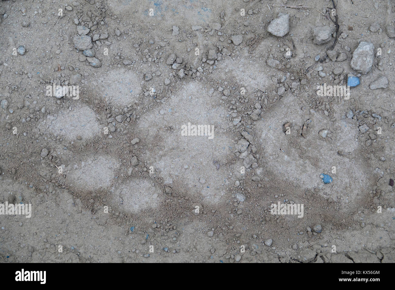 Empreintes de tigre dans le parc national de Chitwan, Népal Banque D'Images