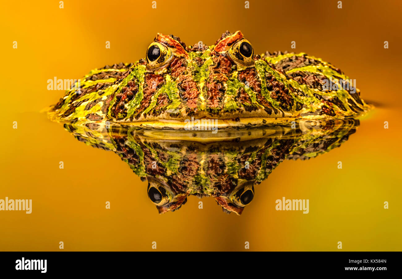 Grenouille cornue ornée Argentine macro en réflexion extérieure Banque D'Images