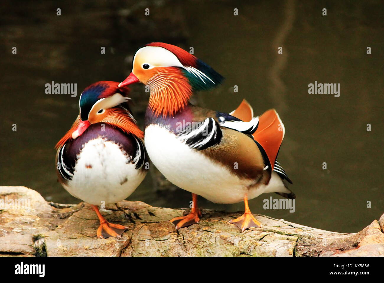 Couple de mandarins en pleine toilettes Banque D'Images