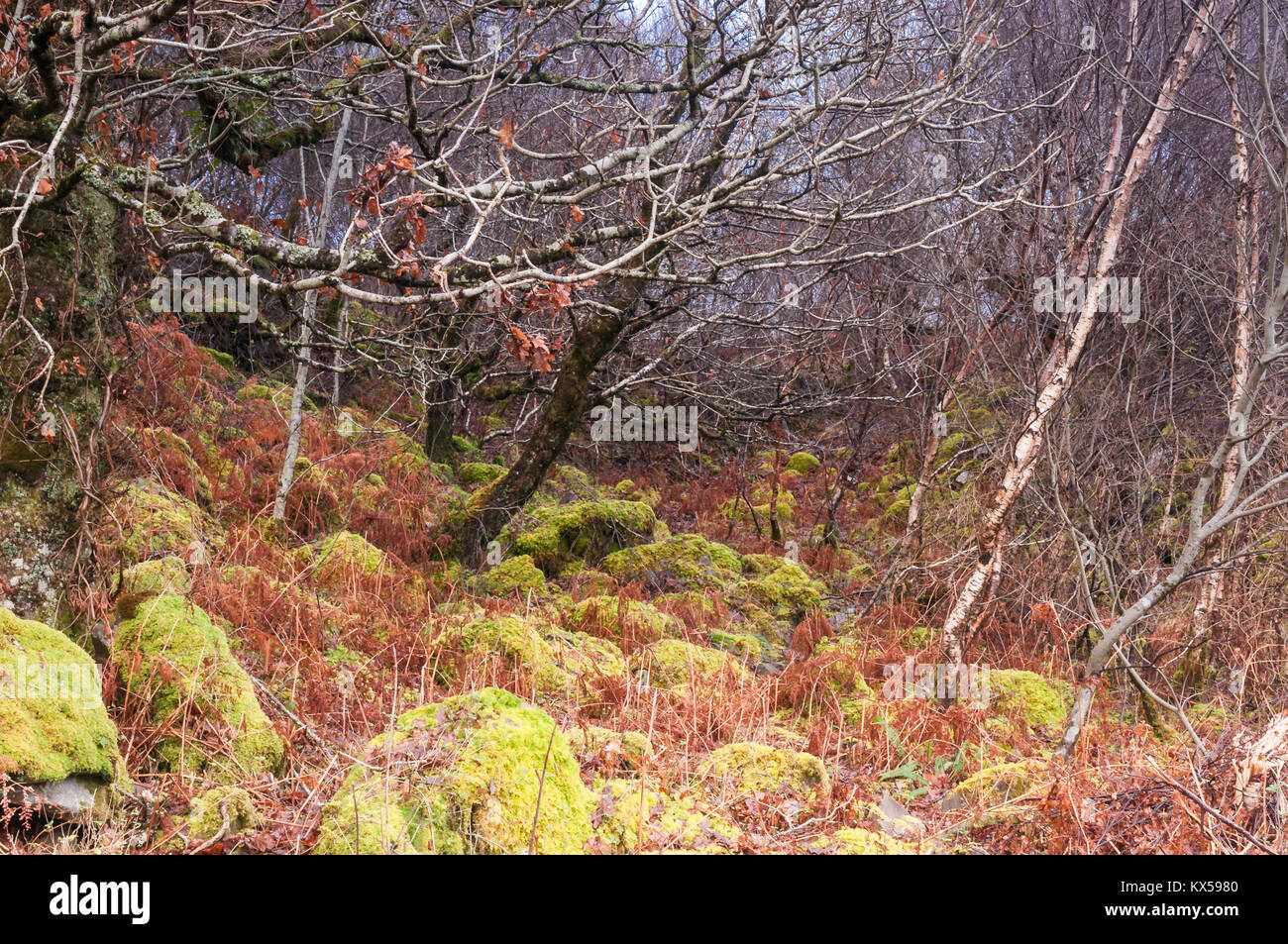 Un close up image d'une banque très boisée sur la péninsule d'Ardnamurchan en Ecosse, Lochaber. 24 décembre 2017. Banque D'Images