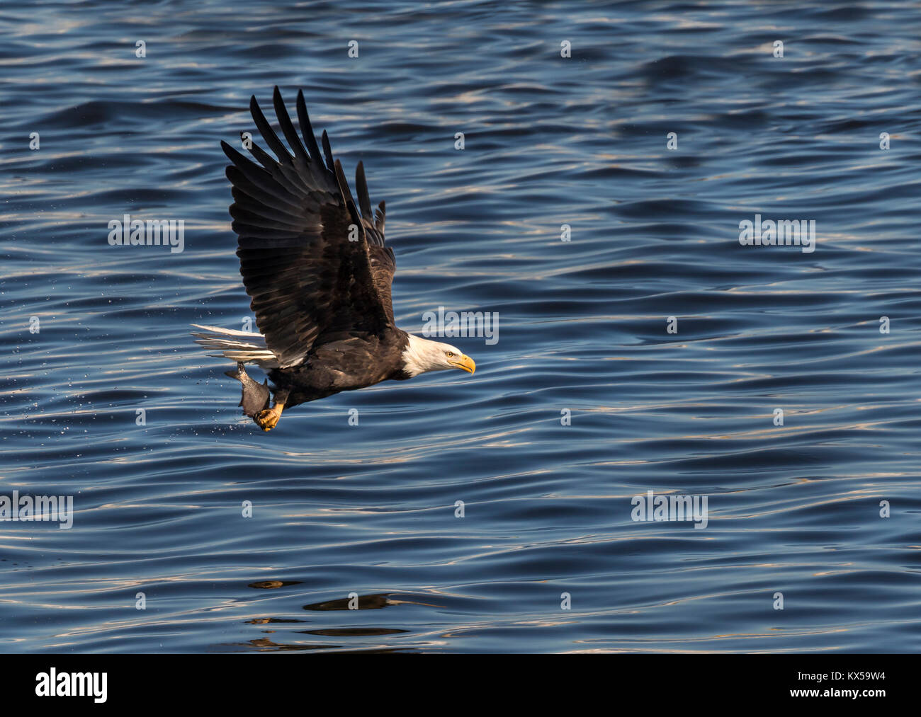 Pygargue à tête blanche (Haliaeetus leucocephalus) avec un poisson pêché au Mississippi River, Iowa, États-Unis Banque D'Images
