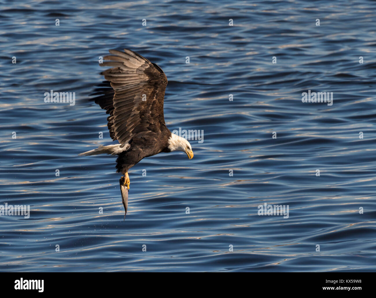 Pygargue à tête blanche (Haliaeetus leucocephalus) avec un poisson pêché au Mississippi River, Iowa, États-Unis Banque D'Images