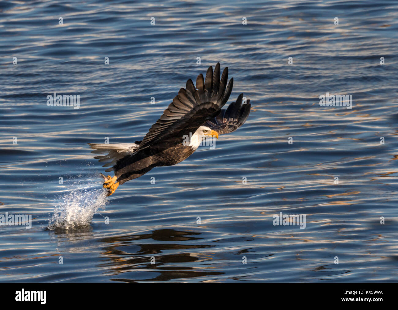 Pygargue à tête blanche (Haliaeetus leucocephalus) pêche en rivière Mississippi, Iowa, États-Unis Banque D'Images